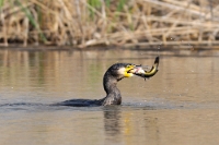 Phalacrocorax carbo (Cormorano con preda)3